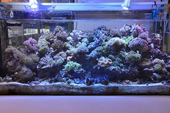 アクアリウムのプロデュース アクアランド 福岡市のアクアリウム設置 海水魚 熱帯魚等販売