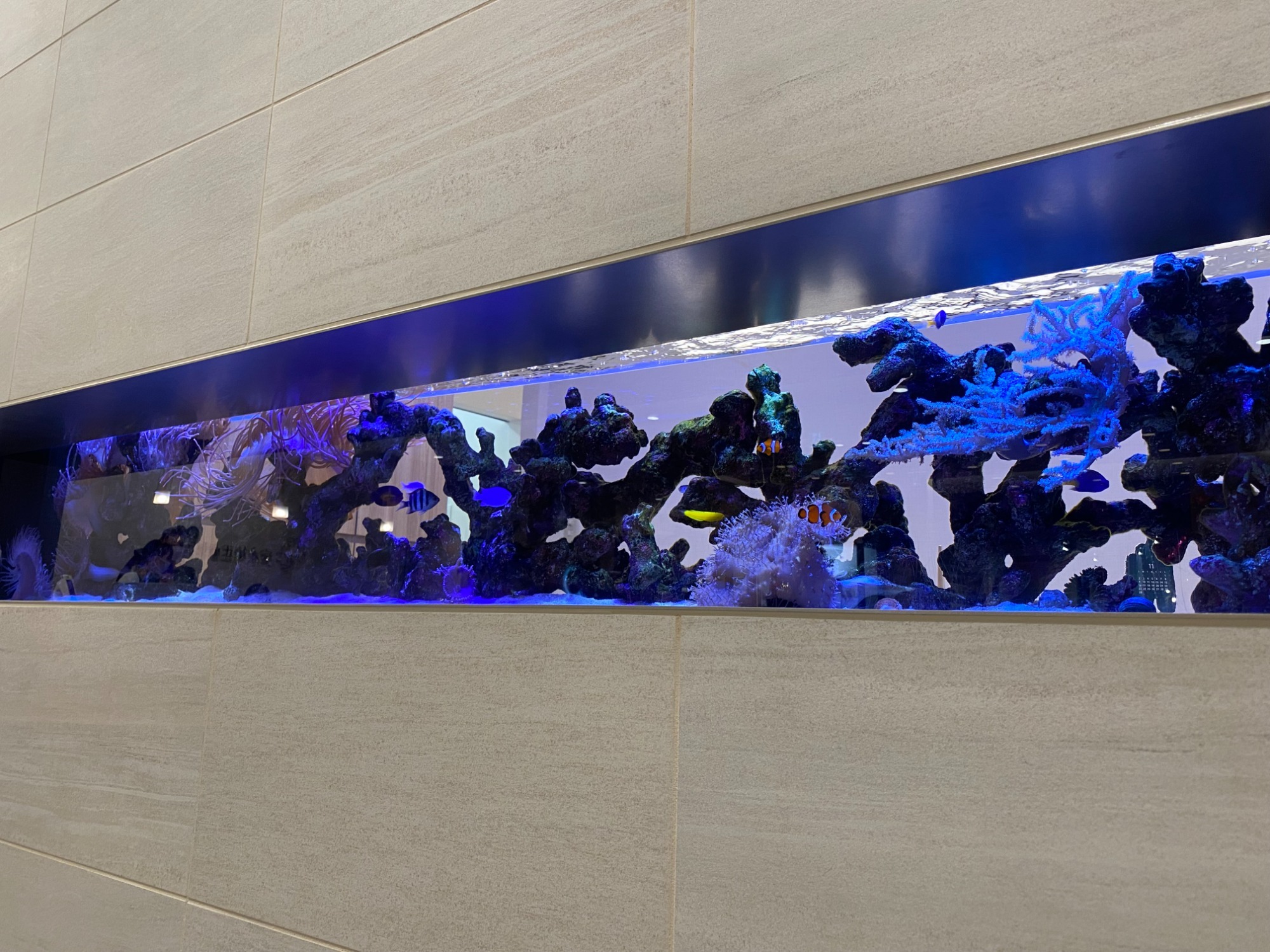 特注2400オーバーフロー水槽