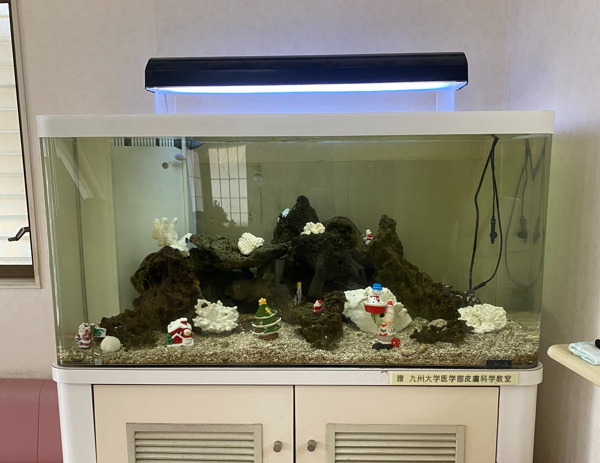 特注2400オーバーフロー水槽