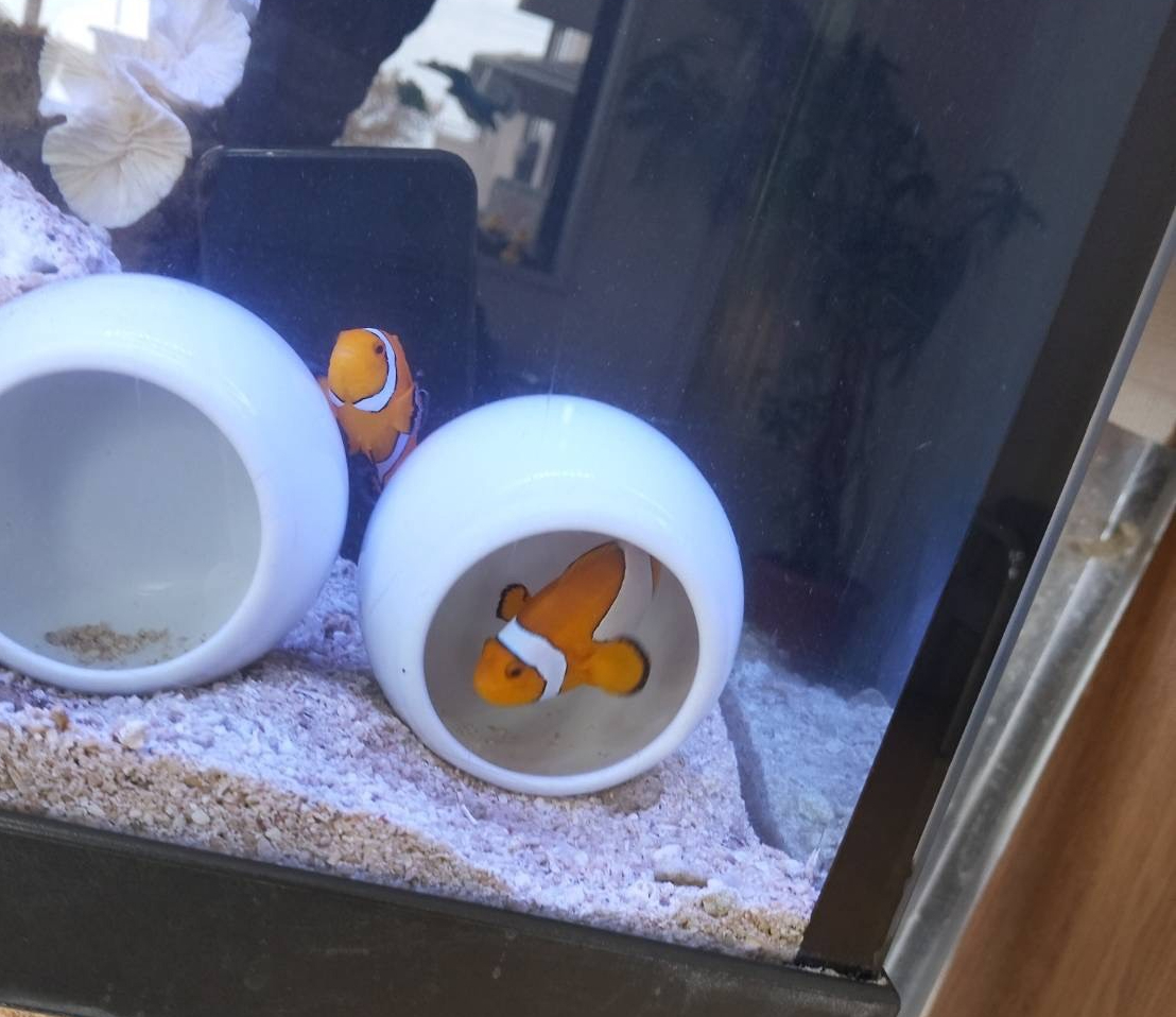 特注2400オーバーフロー水槽