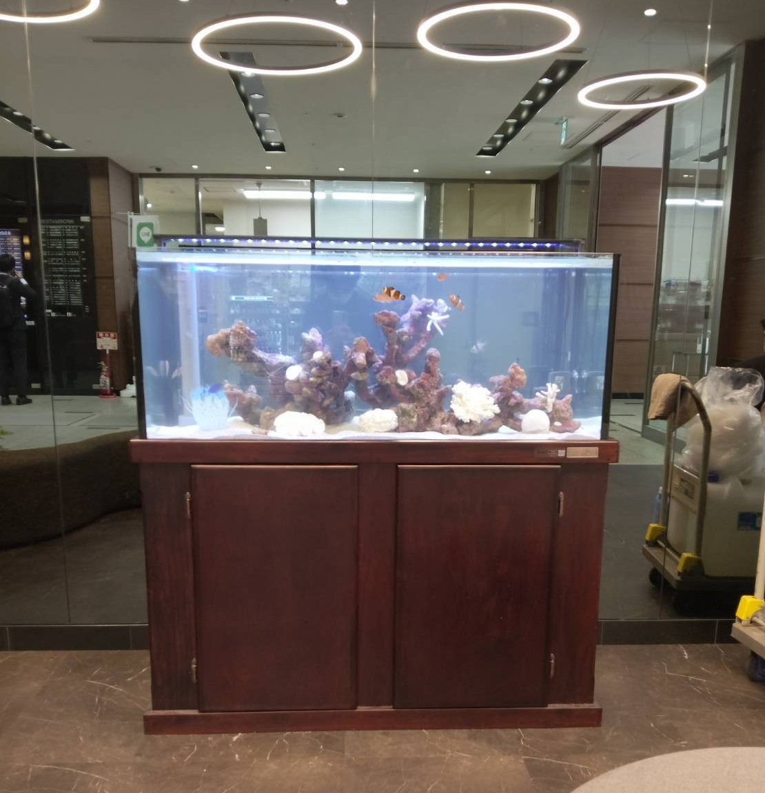特注2400オーバーフロー水槽
