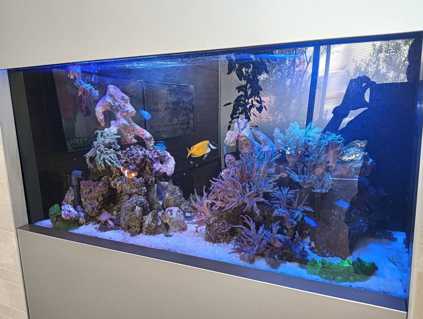 特注2400オーバーフロー水槽