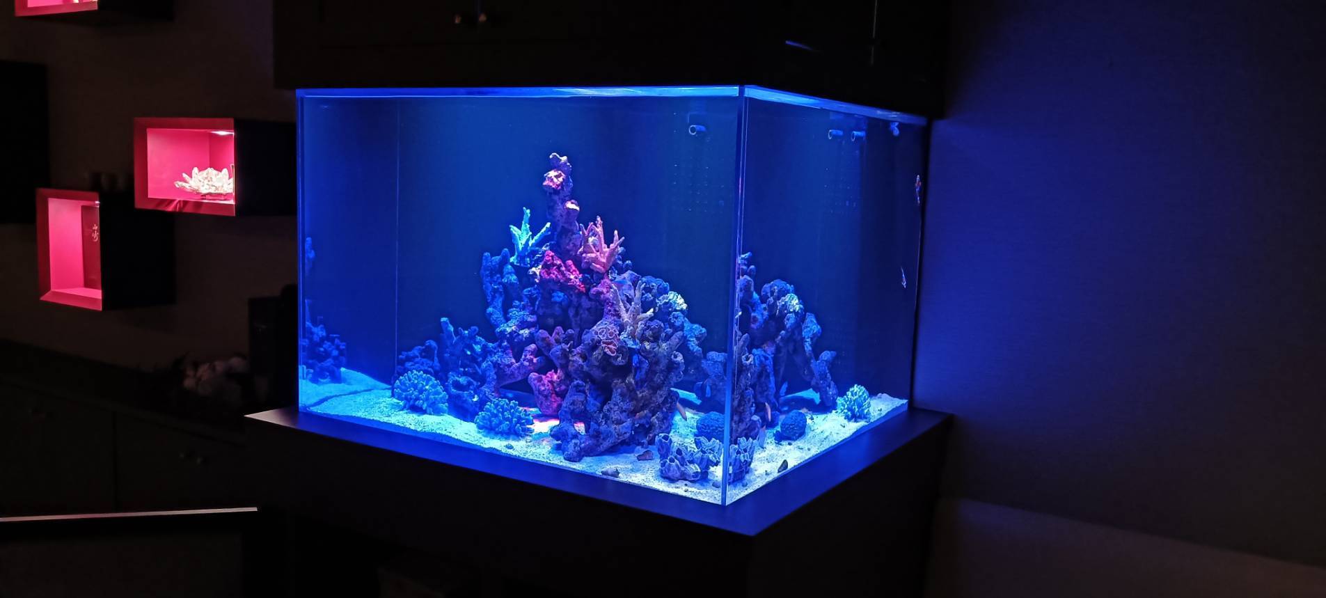 アクアリウム 海水 | アクアランド｜福岡市のアクアリウム設置、海水魚 