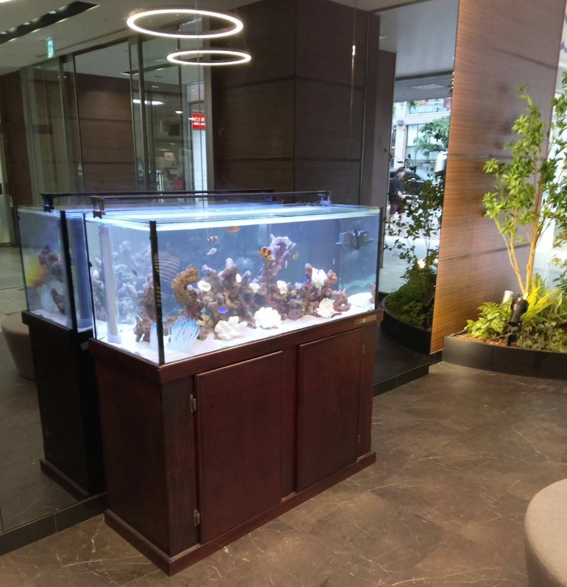 特注2400オーバーフロー水槽