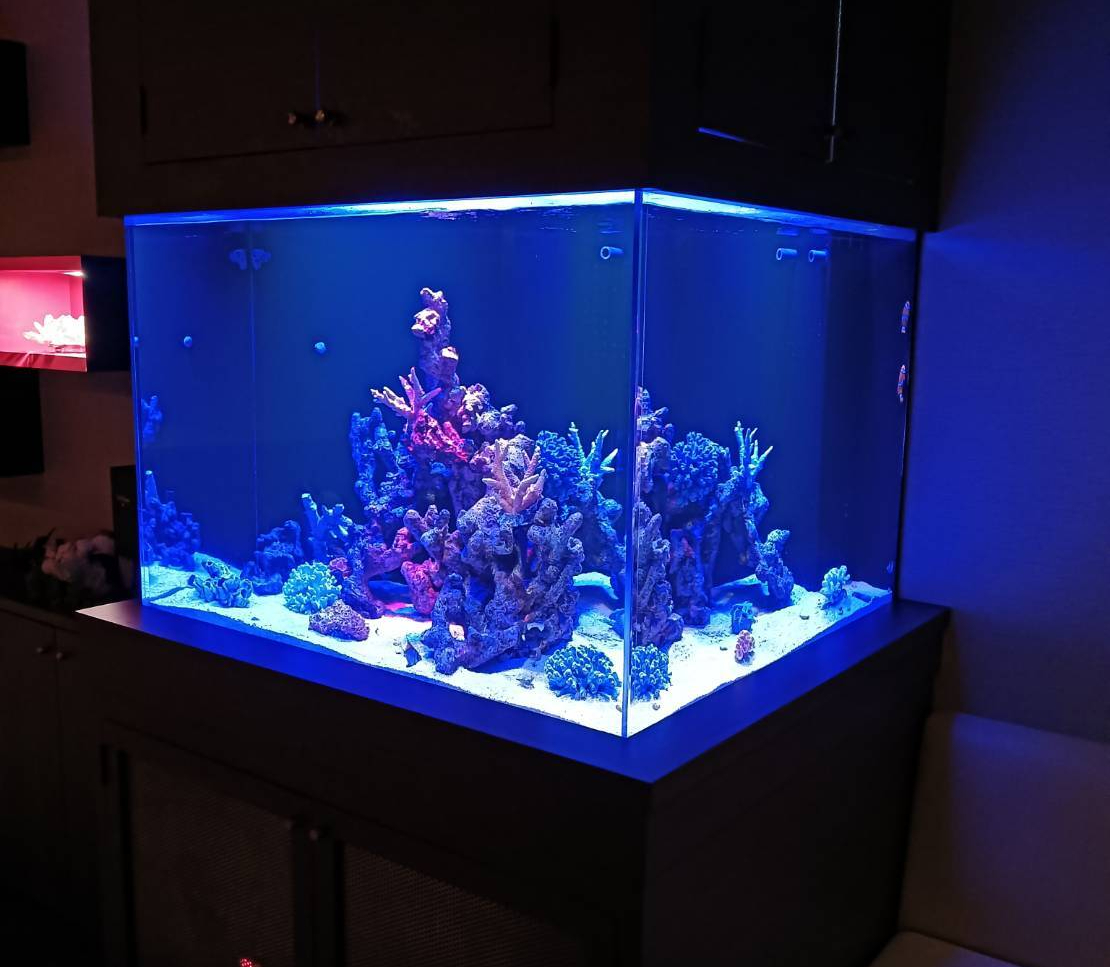 特注2400オーバーフロー水槽